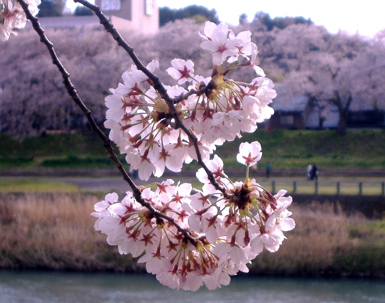 足羽川の桜
